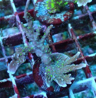No.6 オリジナルライブロック 1.4kgを買うならアクアスタイルユー 大阪