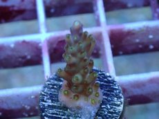 画像2: No.15 フィジー産 スゲミドリイシ (2)
