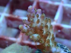 画像2: No.56 フィジー産 スゲミドリイシ (2)
