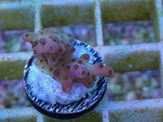 画像2: No.57 フィジー産 ミドリイシ　ピンク (2)
