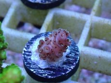 画像2: No.58 フィジー産 ミドリイシ　ピンク (2)