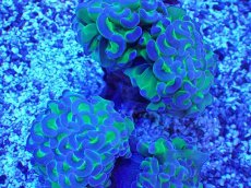 画像2: No.9 ナガレハナサンゴ　ブランチ　茎グリーン (2)