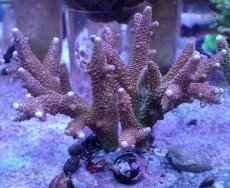 画像1: No.2 トゲマツミドリイシ　　【入荷個数が少ないです！】 (1)