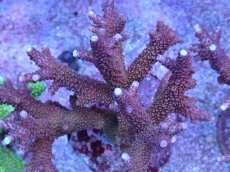 画像2: No.3 トゲマツミドリイシ　　【入荷個数が少ないです！】 (2)