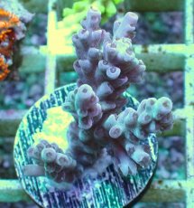画像2: No.106　CF　Acropora　Tenuis　Red polyp　　【珍しい、レアな個体♪】 (2)