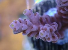 画像2: No.131　CF　Acropora　Tenuis　Red polyp　　【珍しい、レアな個体♪】 (2)