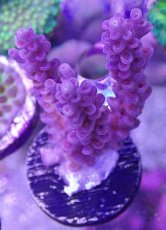 画像1: No.132　CF　Acropora　Tenuis　Red polyp　　【珍しい、レアな個体♪】 (1)