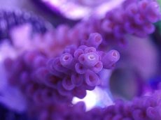 画像2: No.132　CF　Acropora　Tenuis　Red polyp　　【珍しい、レアな個体♪】 (2)