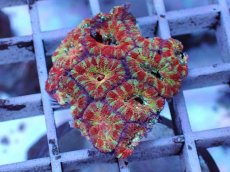画像1: No.1 カクオオトゲキクメイシ マルチ (1)
