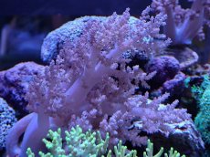 画像2: No.1 沖縄産チヂミトサカ　パープル (2)