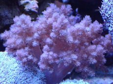 画像2: No.2 沖縄産チヂミトサカ　パープル (2)