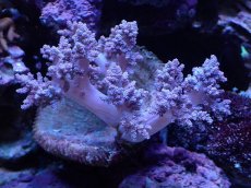 画像1: No.4 沖縄産チヂミトサカ　パープル (1)