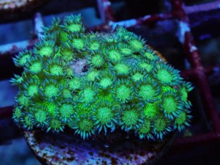 No.5 ハナガササンゴ グリーンを買うならアクアスタイルユー 大阪の
