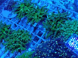 No.44 オオバナサンゴ マルチカラーを買うならアクアスタイルユー 大阪