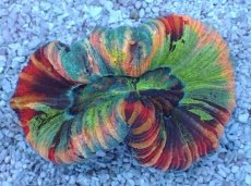 画像1: No.109 オオバナサンゴ マルチカラー (1)