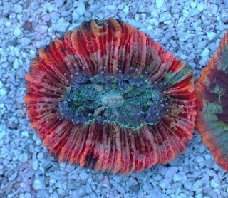飾りサンゴ 5個セット MIX を買うならアクアスタイルユー 海水魚