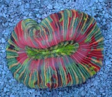 画像1: No.118 オオバナサンゴ マルチカラー (1)