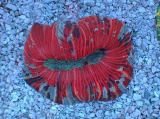 画像1: No.121 オオバナサンゴ マルチカラー (1)