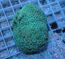 画像1: No.2 フィジー産 ハナガササンゴ グリーン (1)