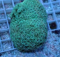 画像2: No.2 フィジー産 ハナガササンゴ グリーン (2)