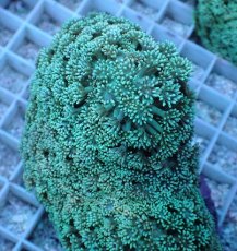 画像2: No.3 フィジー産 ハナガササンゴ グリーン (2)