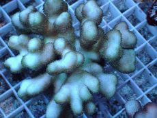 画像2: No.2 フィジー産 ショウガサンゴ (2)