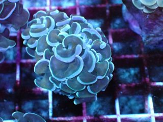 No.11 オリジナルライブロック 約0.85kgを買うならアクアスタイル