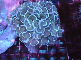 ナガレハナサンゴを買うならアクアスタイルユー｜大阪からサンゴを全国