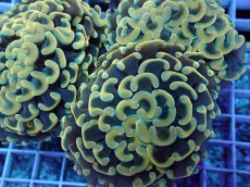 画像2: No.8 ナガレハナサンゴ スーパーイエロー (2)