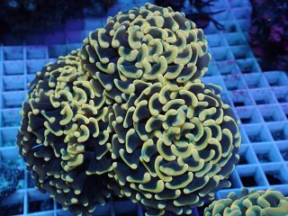 ナガレハナサンゴを買うならアクアスタイルユー｜大阪からサンゴを全国