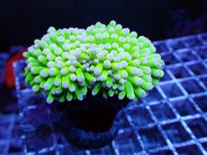 画像1: No.2 オーストラリア産 トーチ コットンキャンディー (1)