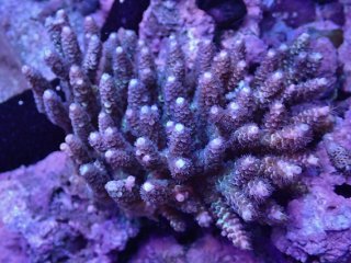 No.1 サンゾアンシッド スーパーグリーン 2ポリプ 【珍しい、レアな