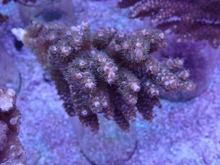 ライブロック ミックスザイズ を買うならアクアスタイルユー 海水魚