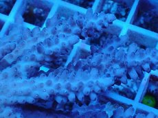 画像2: No.62 オーストラリア産 浅場ミドリイシ (2)