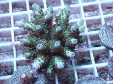 画像1: No.64 フィジー産 浅場ミドリイシ (1)