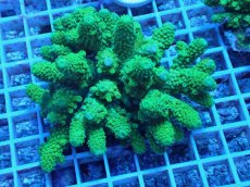 画像1: No.79 フィジー産 ツツユビミドリイシ (1)