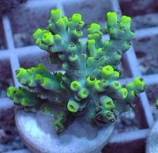 画像1: No.90 オーストラリア産 ハリエダミドリイシ (1)