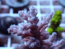 画像2: No.163 オーストラリア産 エチナタ (2)