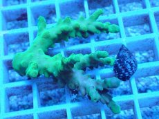 画像1: No.177 フィジー産 浅場ミドリイシ (1)