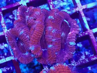 バイタルウェーブ2 バイオレット 1つ を買うならアクアスタイル