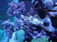 画像1: No.13 沖縄産チヂミトサカ　パープル (1)