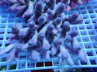 アクアスタイルユー（AQUASTYLEYOU）｜海水魚・サンゴの通販 販売