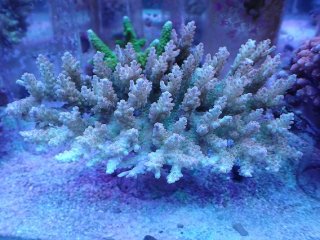 No.44 オオバナサンゴ マルチカラーを買うならアクアスタイルユー 大阪