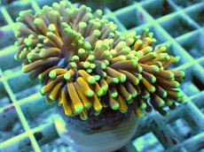 画像2: No.2 オーストラリア産 ゴールドトーチ　２４K (2)