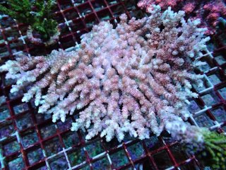 アクアスタイルユー（AQUASTYLEYOU）｜海水魚・サンゴの通販 販売