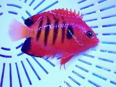 画像2: No.1 クリスマス産 フレームエンゼル (2)