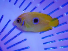 画像1: No.42 クリスマス産 レモンピールエンゼル ブルードット 幼魚斑 (1)