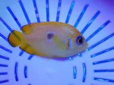 画像2: No.43 クリスマス産 レモンピールエンゼル ブルードット 幼魚斑 (2)