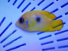画像1: No.21 クリスマス産 レモンピールエンゼル ブルードット 幼魚斑 (1)