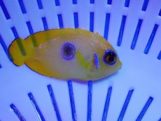 画像2: No.21 クリスマス産 レモンピールエンゼル ブルードット 幼魚斑 (2)